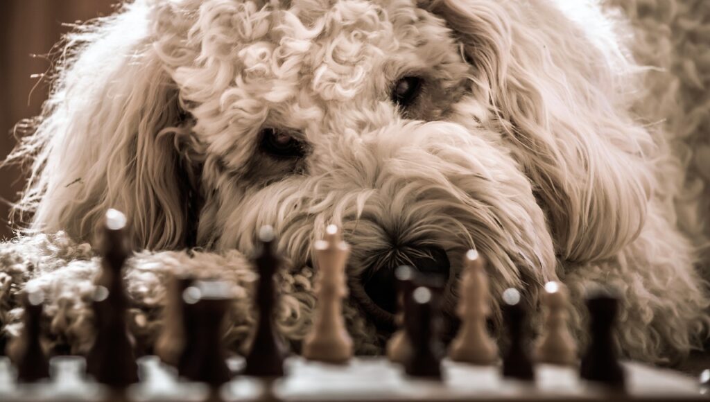 dog, goldendoodle, chess-2160149.jpg